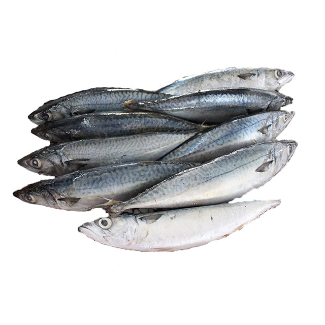100-200g Frozen Mackerel Fishes Prices