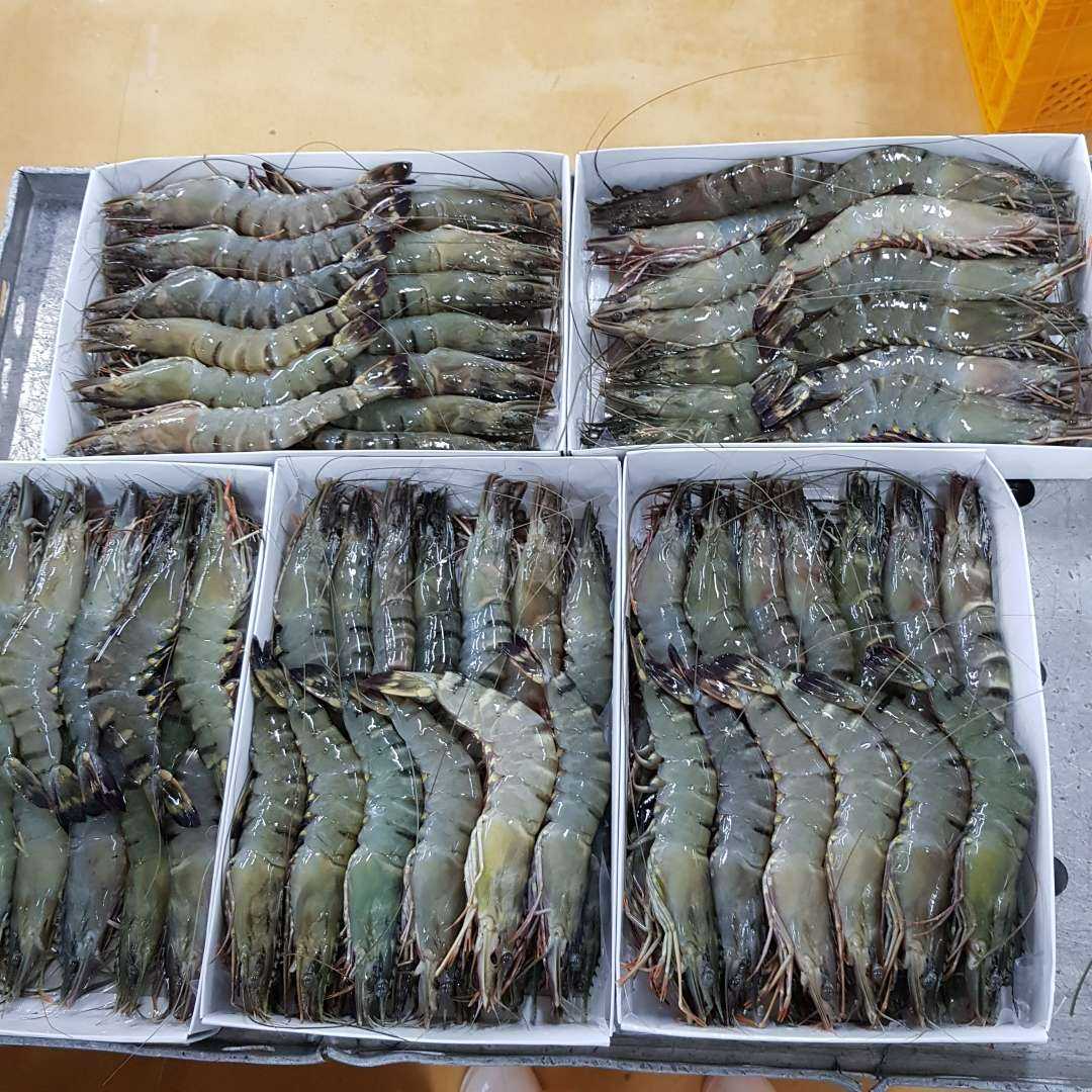 Sea Caught Prawns/Seafood/Wild Shrimps/Prawns for Sale 2023 Top Factory