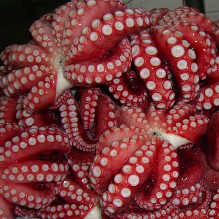 Frozen Fresh Seafood Wholesale Octopus Vulgaris Cooked Whole
