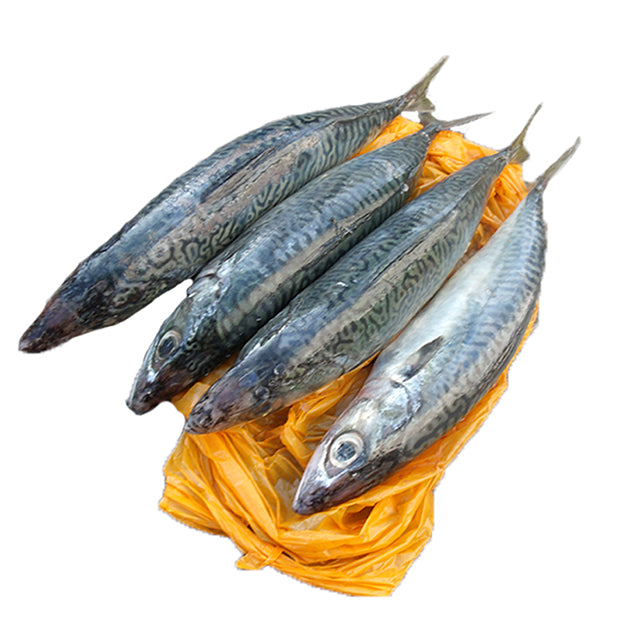 100-200g Frozen Mackerel Fishes Prices