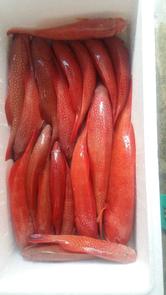 Hot Sales IQF Frozen and Fresh Vacuum Pack Grouper and Coral Trout Fish Malaysia Fish Hong Kong China Delicacy Seafood