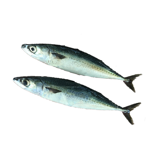 100-200g Frozen Mackerel Fishes Prices