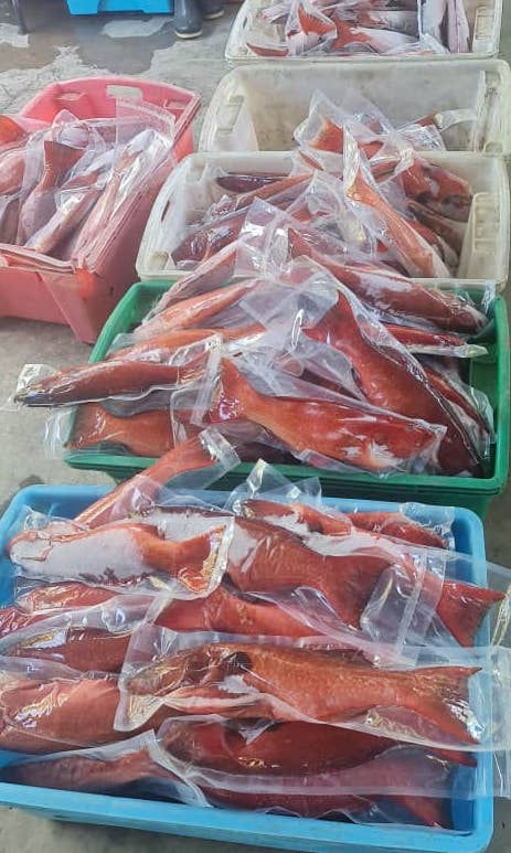 Hot Sales IQF Frozen and Fresh Vacuum Pack Grouper and Coral Trout Fish Malaysia Fish Hong Kong China Delicacy Seafood