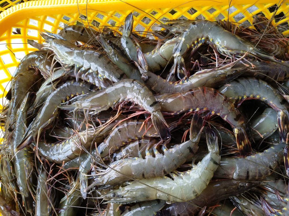 Sea Caught Prawns/Seafood/Wild Shrimps/Prawns for Sale 2023 Top Factory