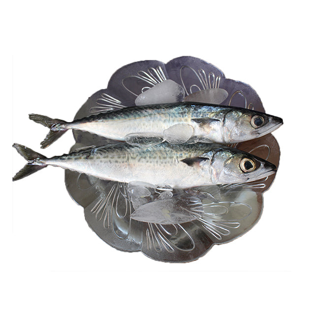 100-200g Frozen Mackerel Fishes Prices