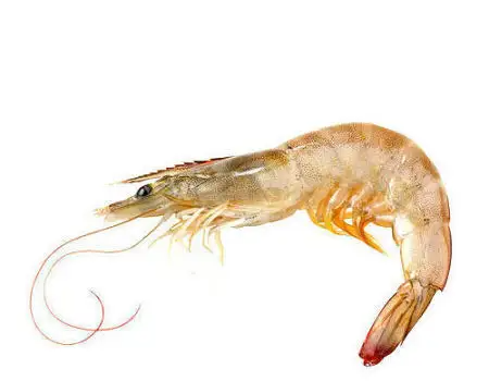 1.	Bulk Shrimps for Sale Trusted Supplier of Premium Fresh and Frozen Shrimps Export-Grade Seafood for Restaurants