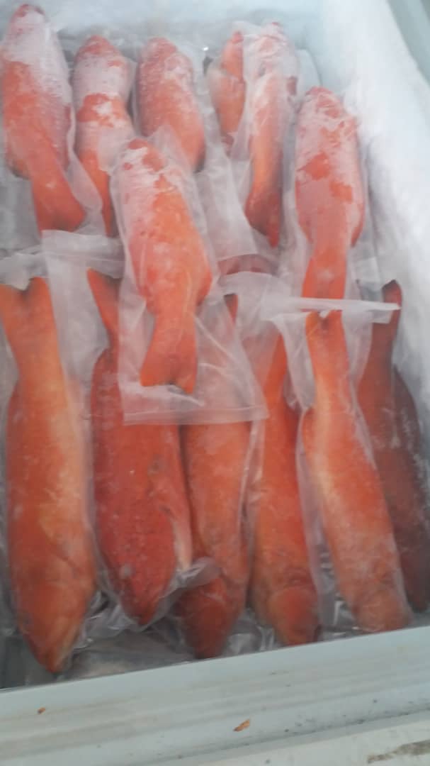 Hot Sales IQF Frozen and Fresh Vacuum Pack Grouper and Coral Trout Fish Malaysia Fish Hong Kong China Delicacy Seafood