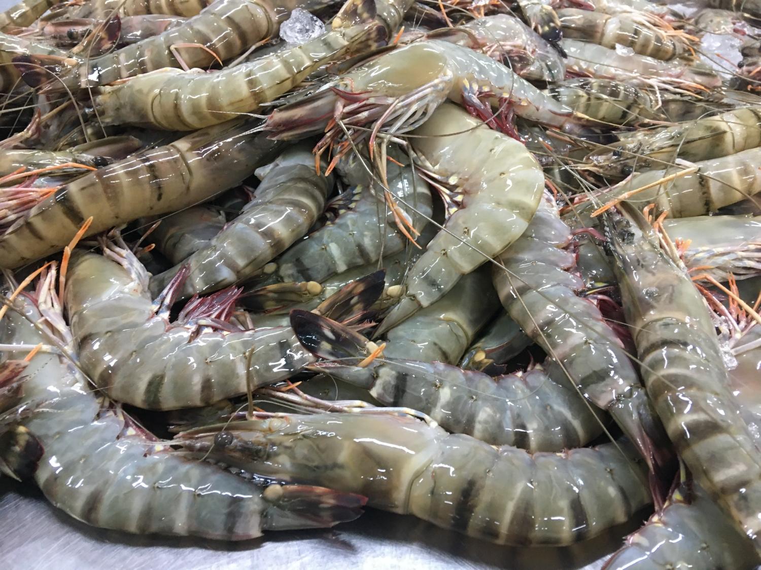 Sea Caught Prawns/Seafood/Wild Shrimps/Prawns for Sale 2023 Top Factory