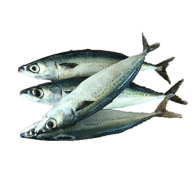 100-200g Frozen Mackerel Fishes Prices