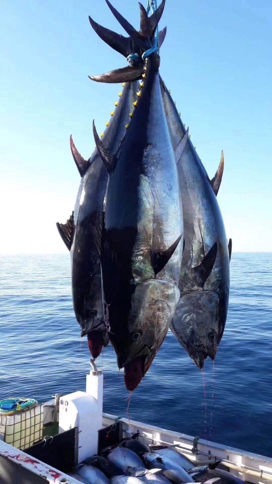 DOMEE on Sale WHOLE Fish Sea Food Tuna Tuna in Vegetable Oil China Whole Tuna Fish