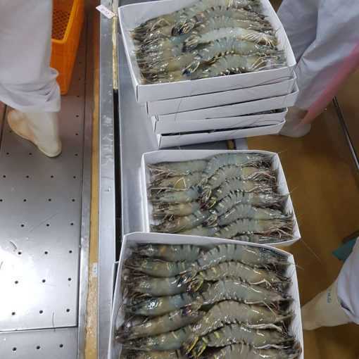 Sea Caught Prawns/Seafood/Wild Shrimps/Prawns for Sale 2023 Top Factory