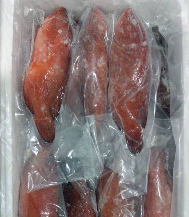 Hot Sales IQF Frozen and Fresh Vacuum Pack Grouper and Coral Trout Fish Malaysia Fish Hong Kong China Delicacy Seafood