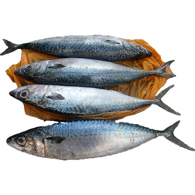 100-200g Frozen Mackerel Fishes Prices