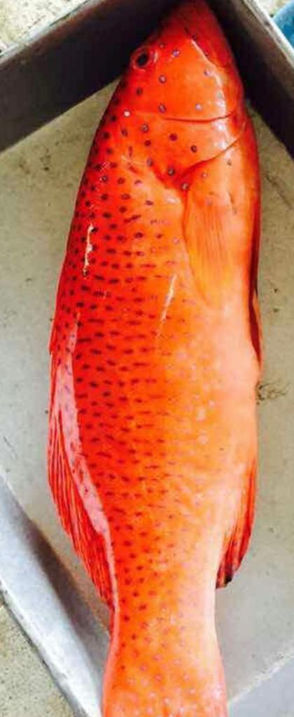 Hot Sales IQF Frozen and Fresh Vacuum Pack Grouper and Coral Trout Fish Malaysia Fish Hong Kong China Delicacy Seafood