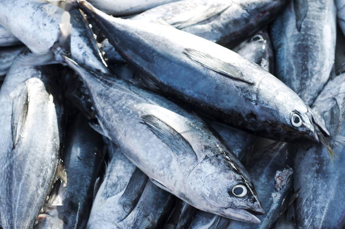 DOMEE on Sale WHOLE Fish Sea Food Tuna Tuna in Vegetable Oil China Whole Tuna Fish